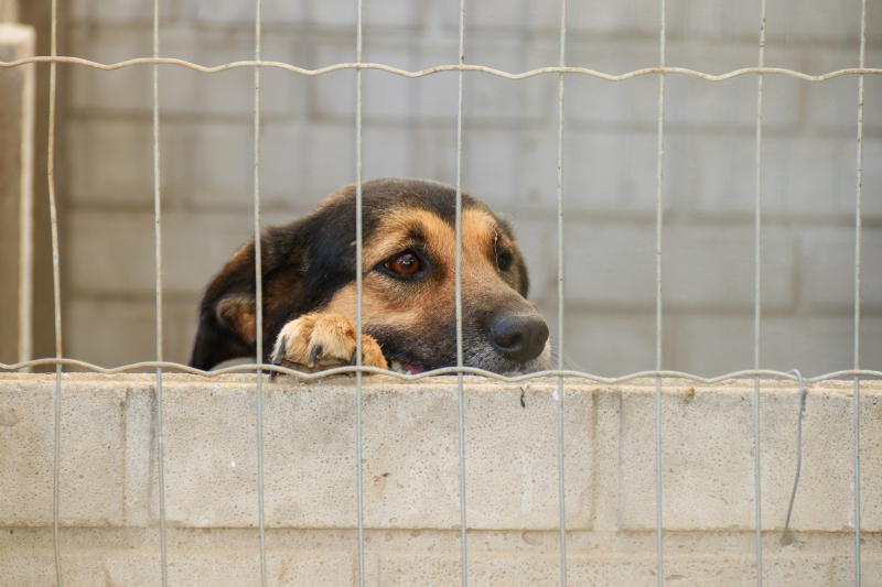 Prefeitura de Tibagi abre inscrições para castração gratuita de cães e cadelas